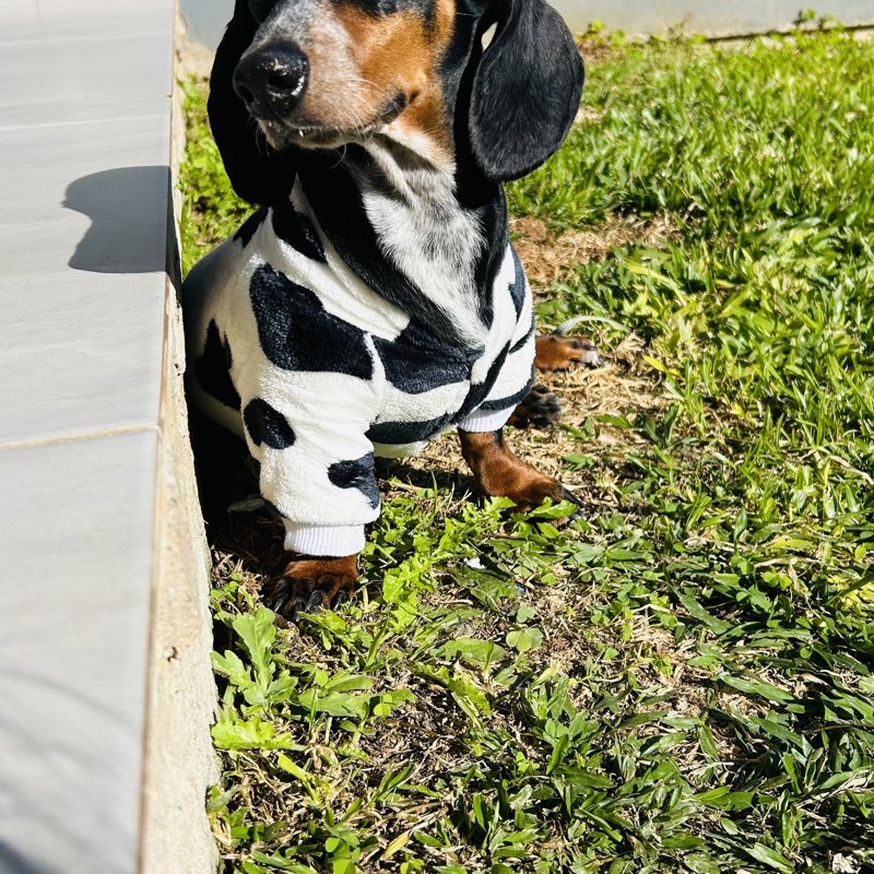 Maya